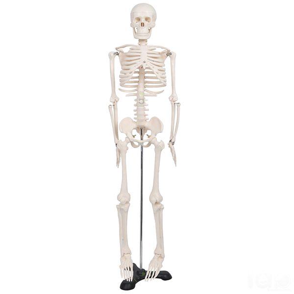 Human Skeleton Model, Superior