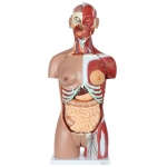 Human Torso Unisex 12 parts